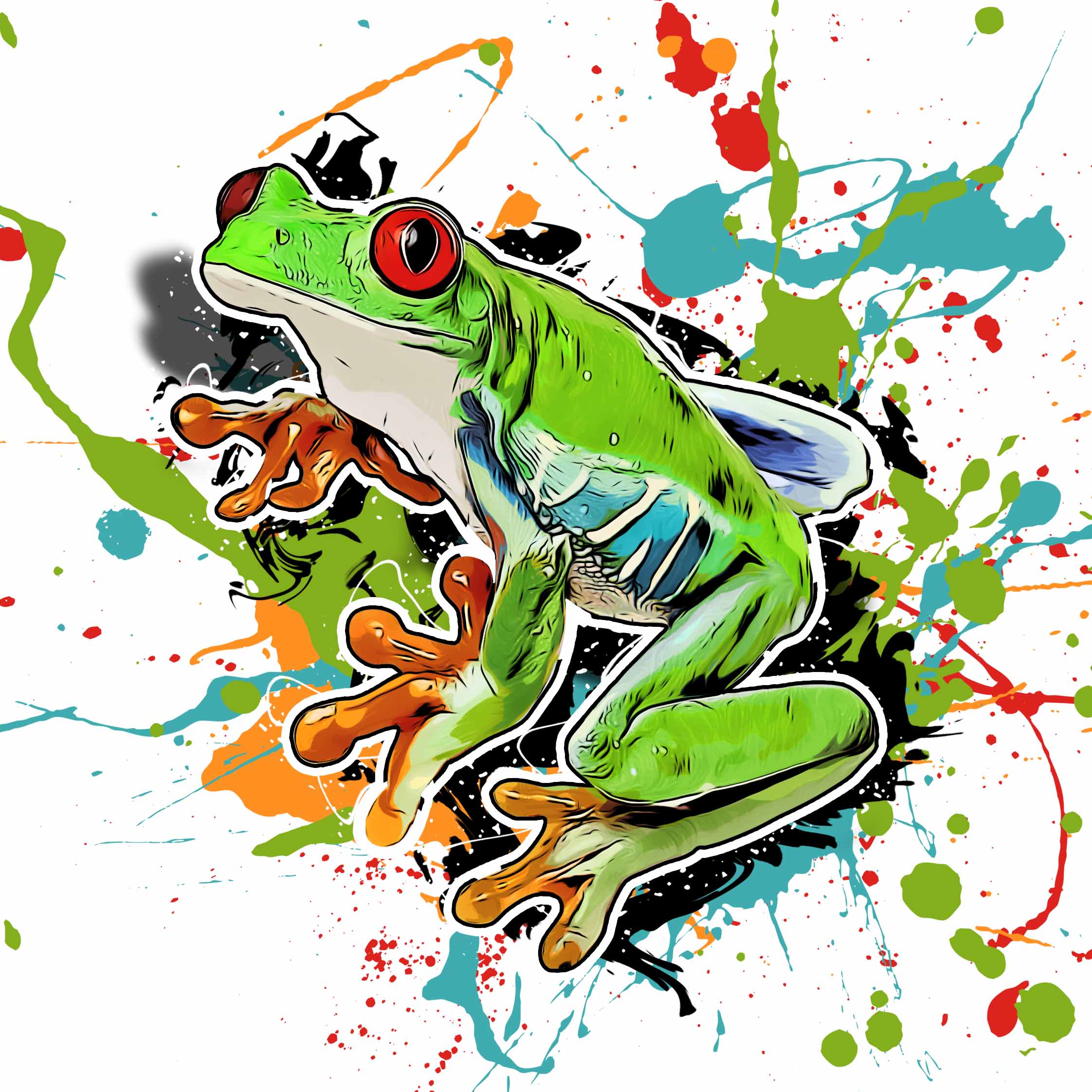 Agalychnis callidryas