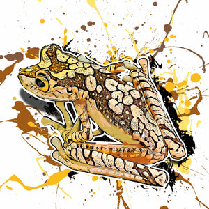 Boana picturata