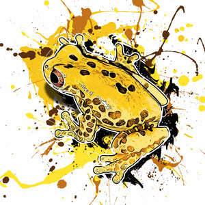 Dendropsophus reticulatus I