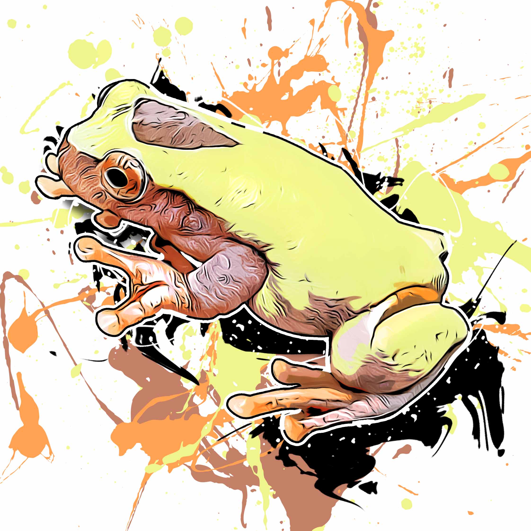 Dendropsophus reticulatus II
