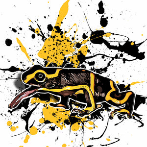 Ranitomeya imitator Huallaga