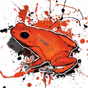 Oophaga pumilio Solarte