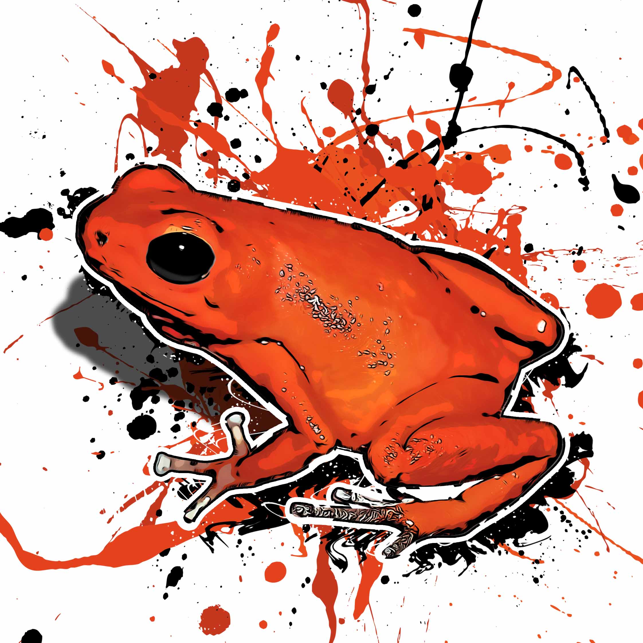 Oophaga pumilio Solarte