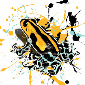 Ranitomeya lamasi Hochland