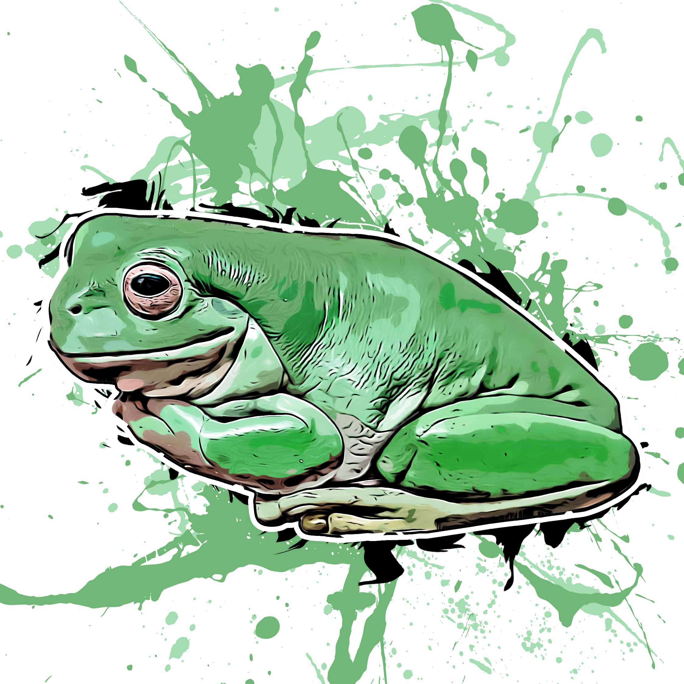 Litoria caerulea