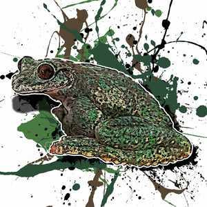 Ecnomiohyla valancifer