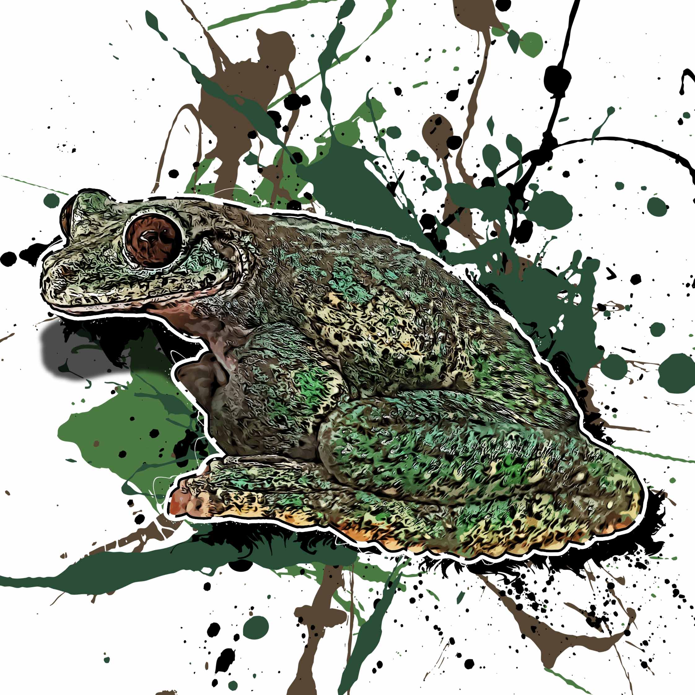 Ecnomiohyla valancifer