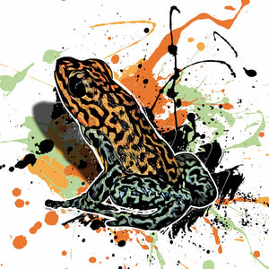 Oophaga pumilio Rio Branco