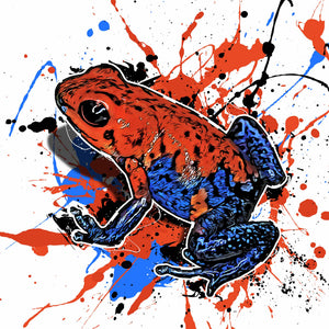 Oophaga pumilio Blue Jeans