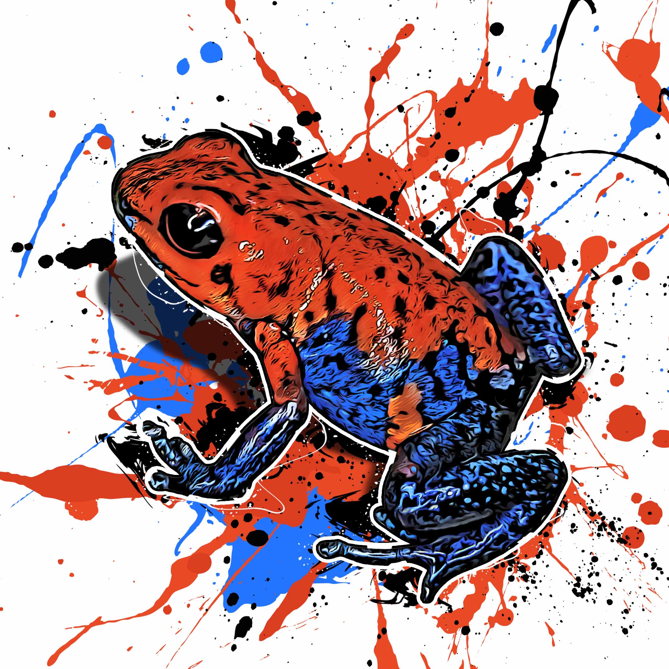 Oophaga pumilio Blue Jeans