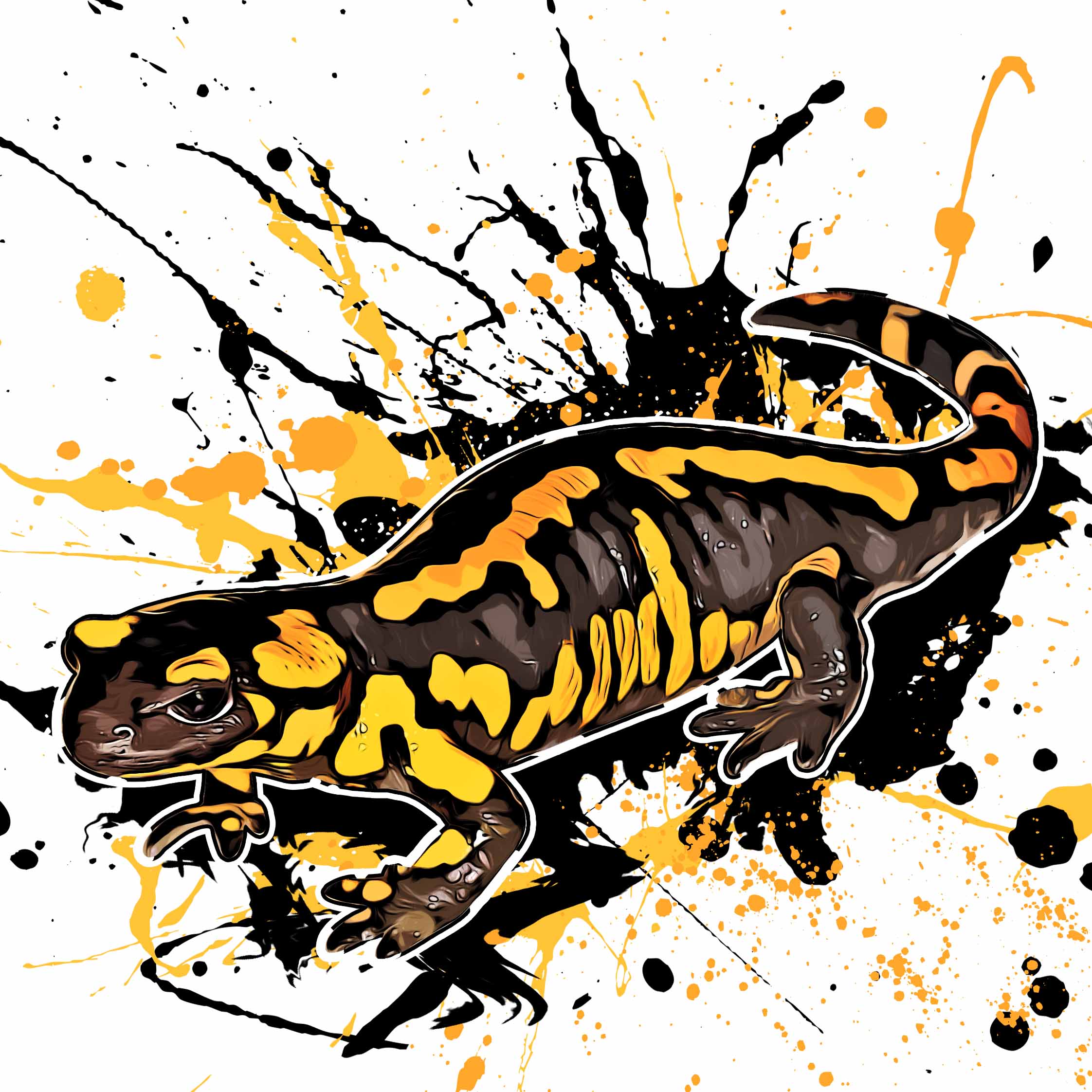 Salamandra salamandra