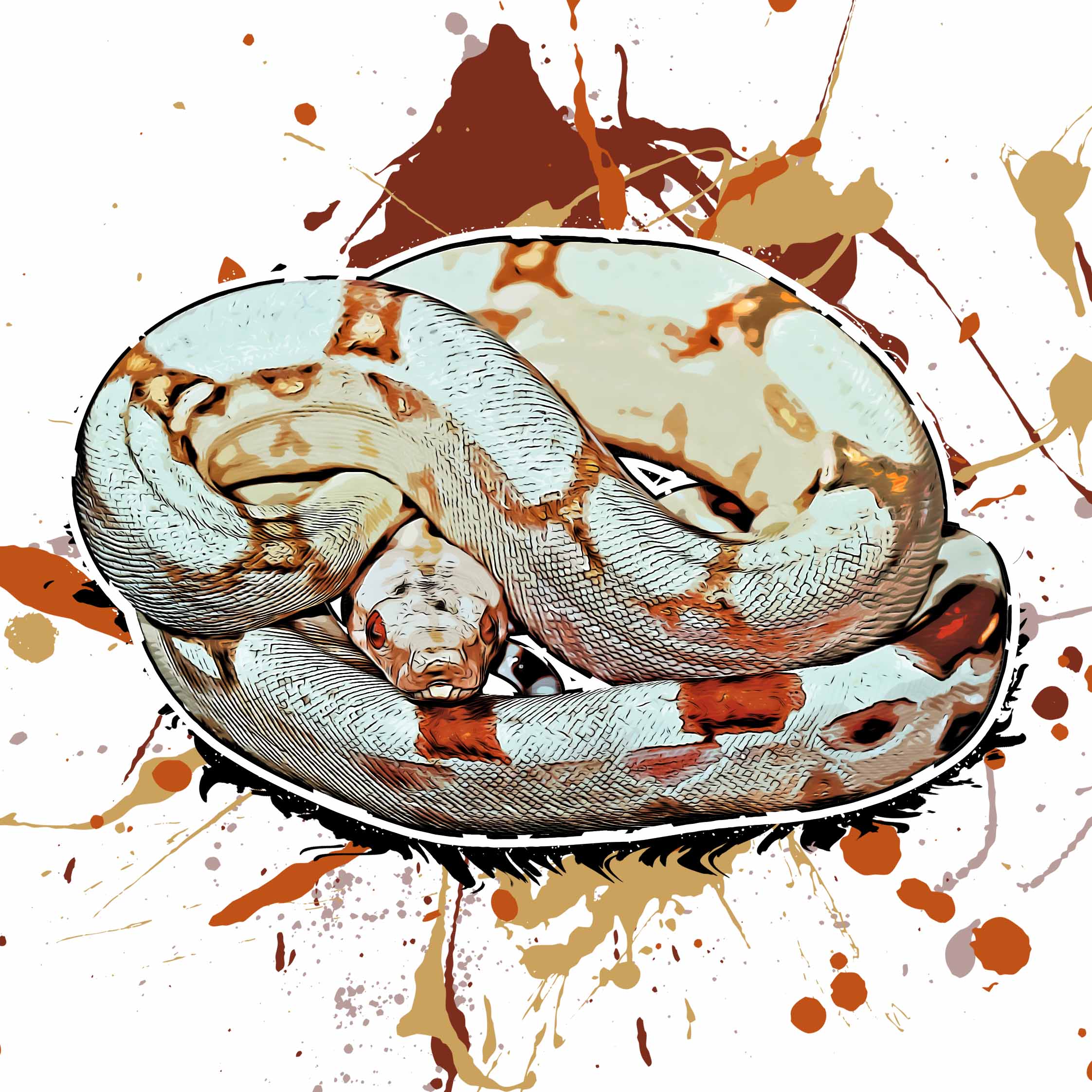 Boa constrictor Albino