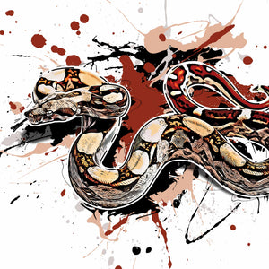 Boa constrictor