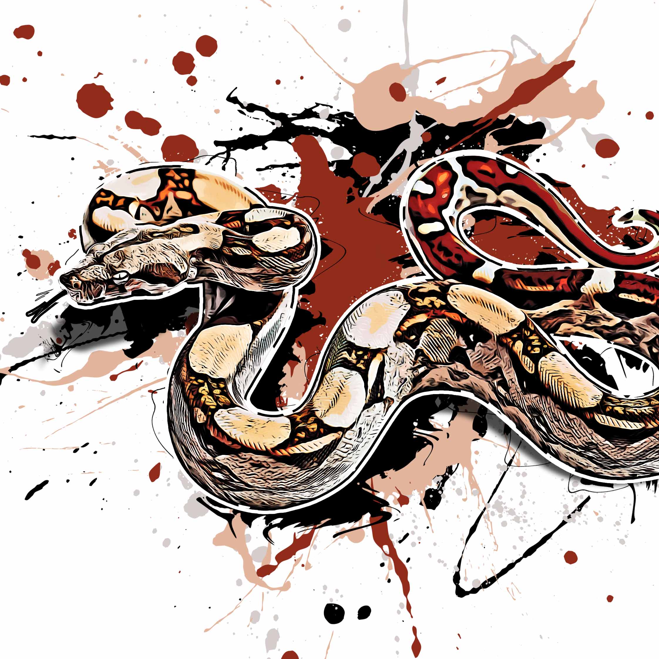 Boa constrictor