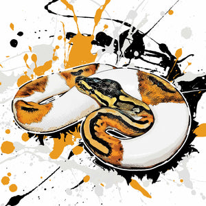 Python regius Piebald