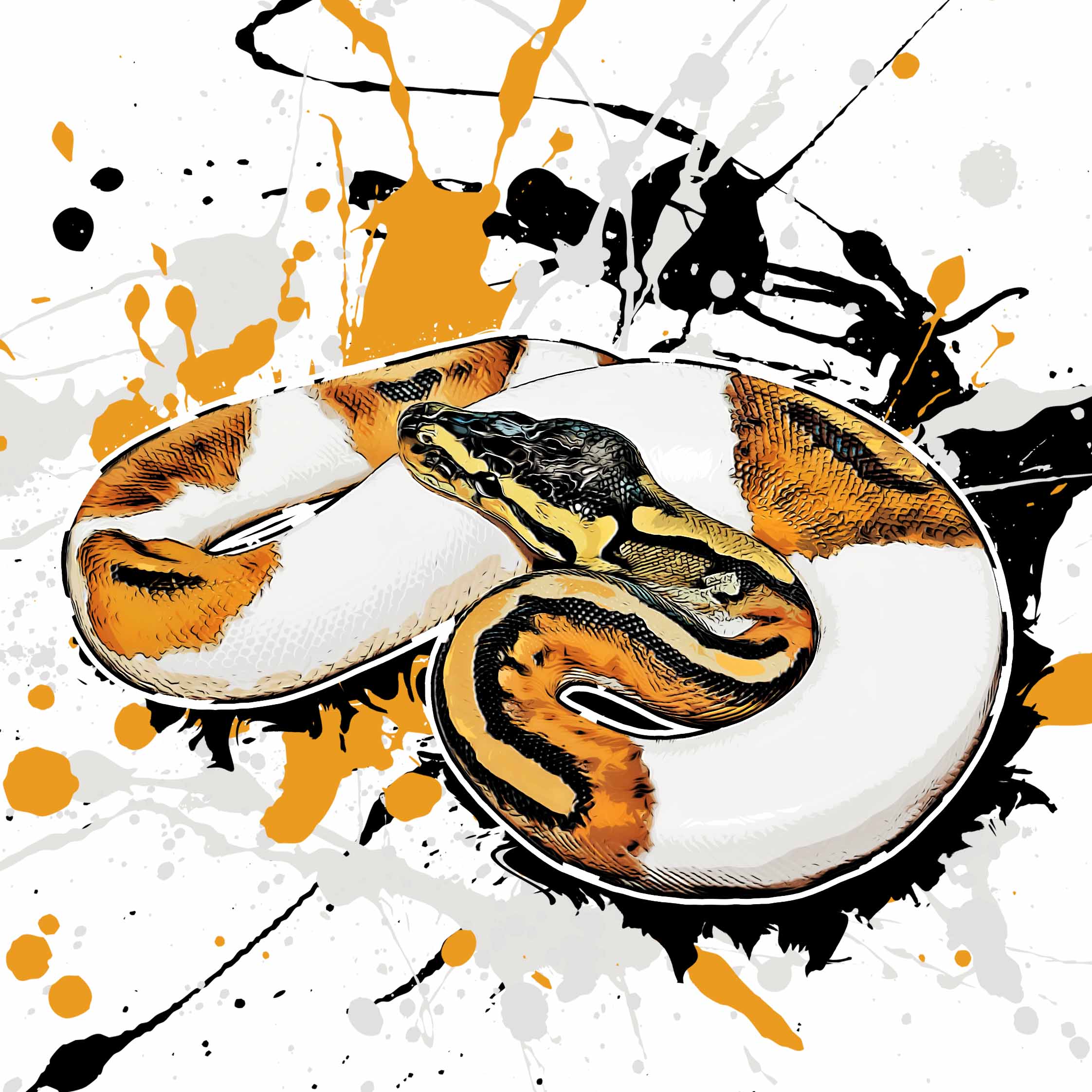 Python regius Piebald