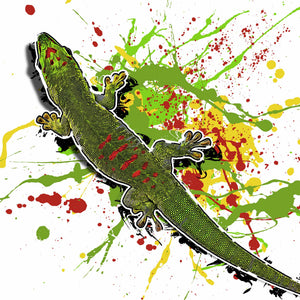Phelsuma grandis