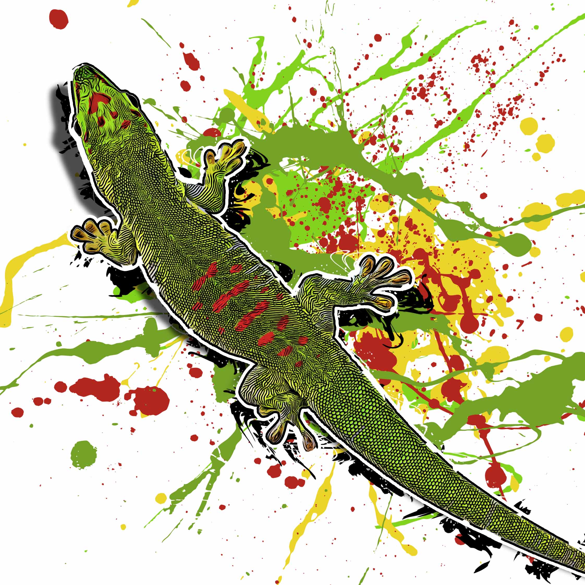 Phelsuma grandis