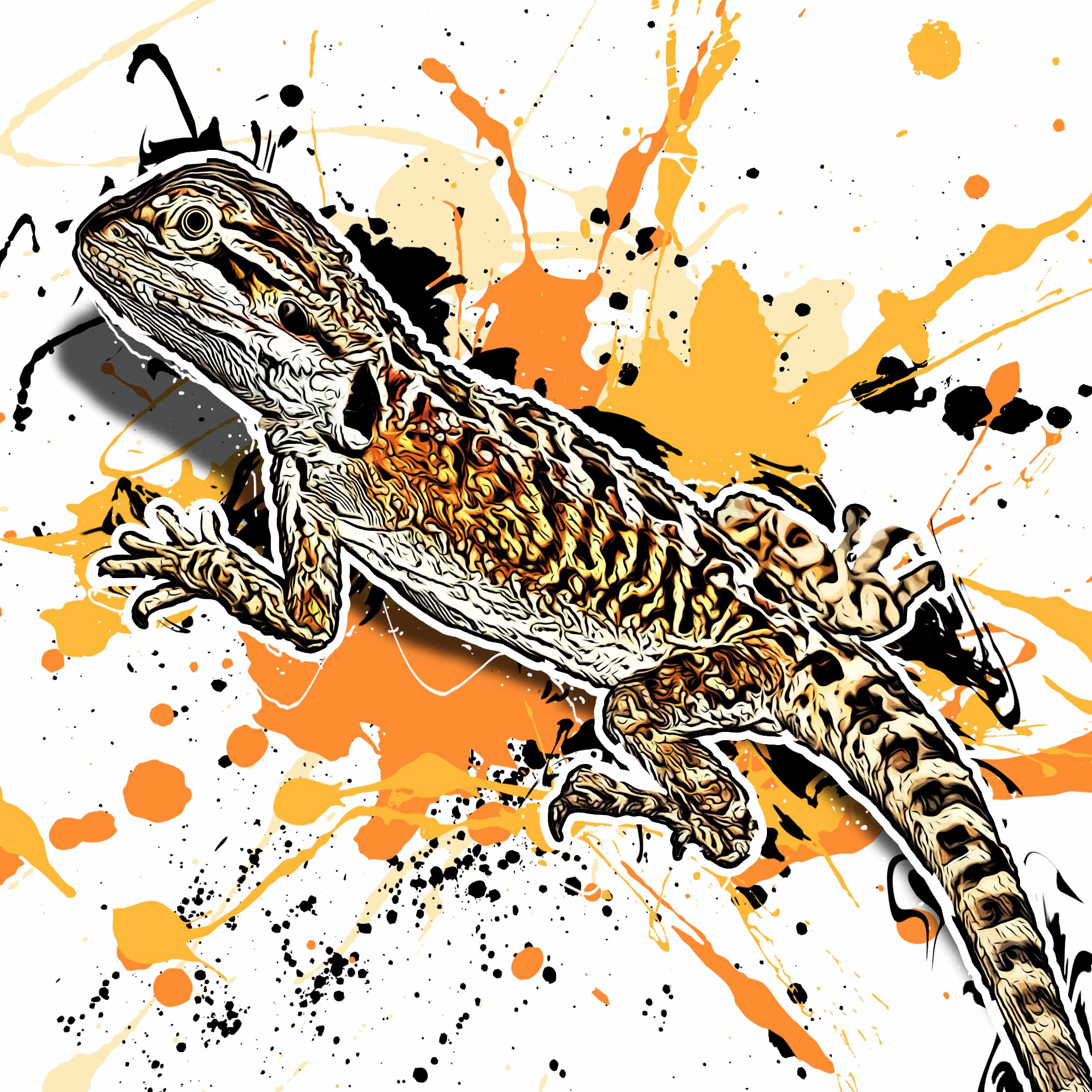Pogona vitticeps