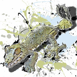 Uroplatus fimbriatus