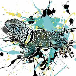 Crotaphytus collaris