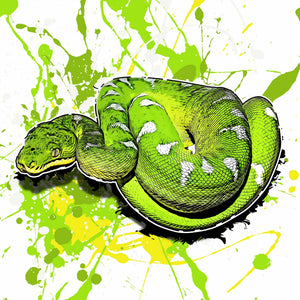 Corallus caninus