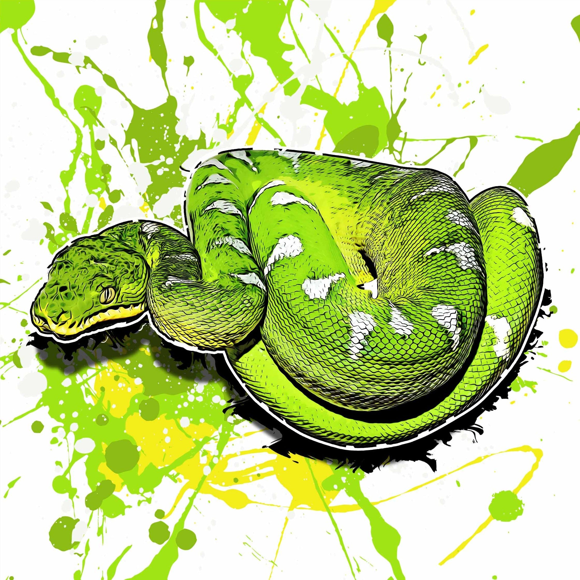 Corallus caninus
