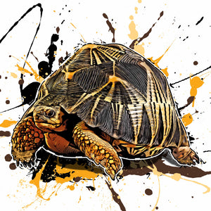Astrochelys radiata