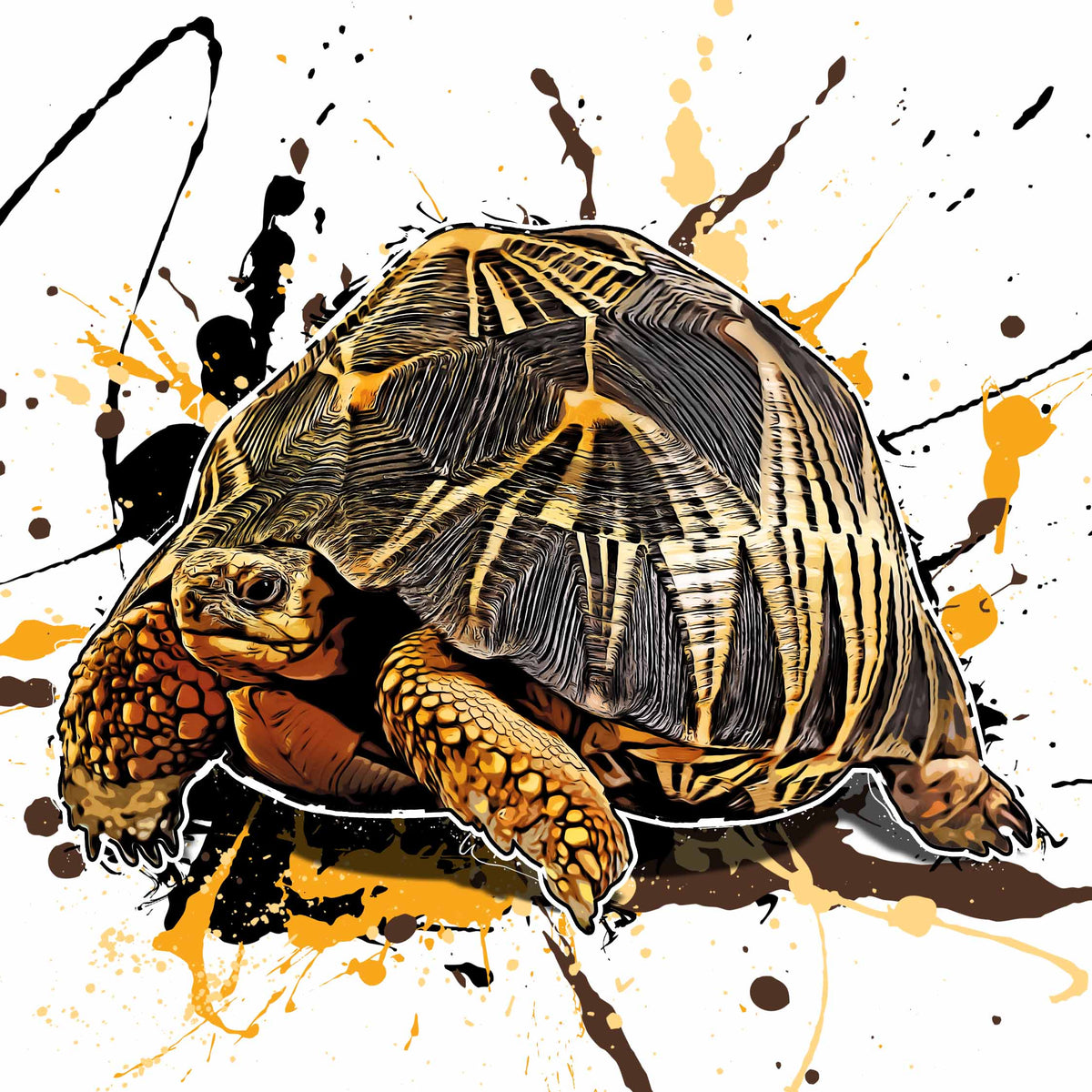 Astrochelys radiata