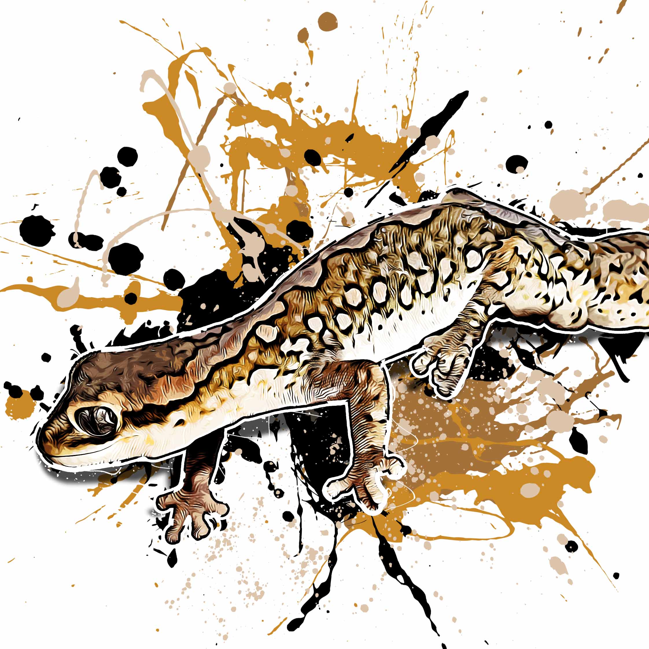 Diplodactylus granariensis
