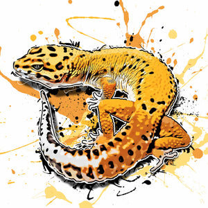 Eublepharis macularius Tangerine Stripe