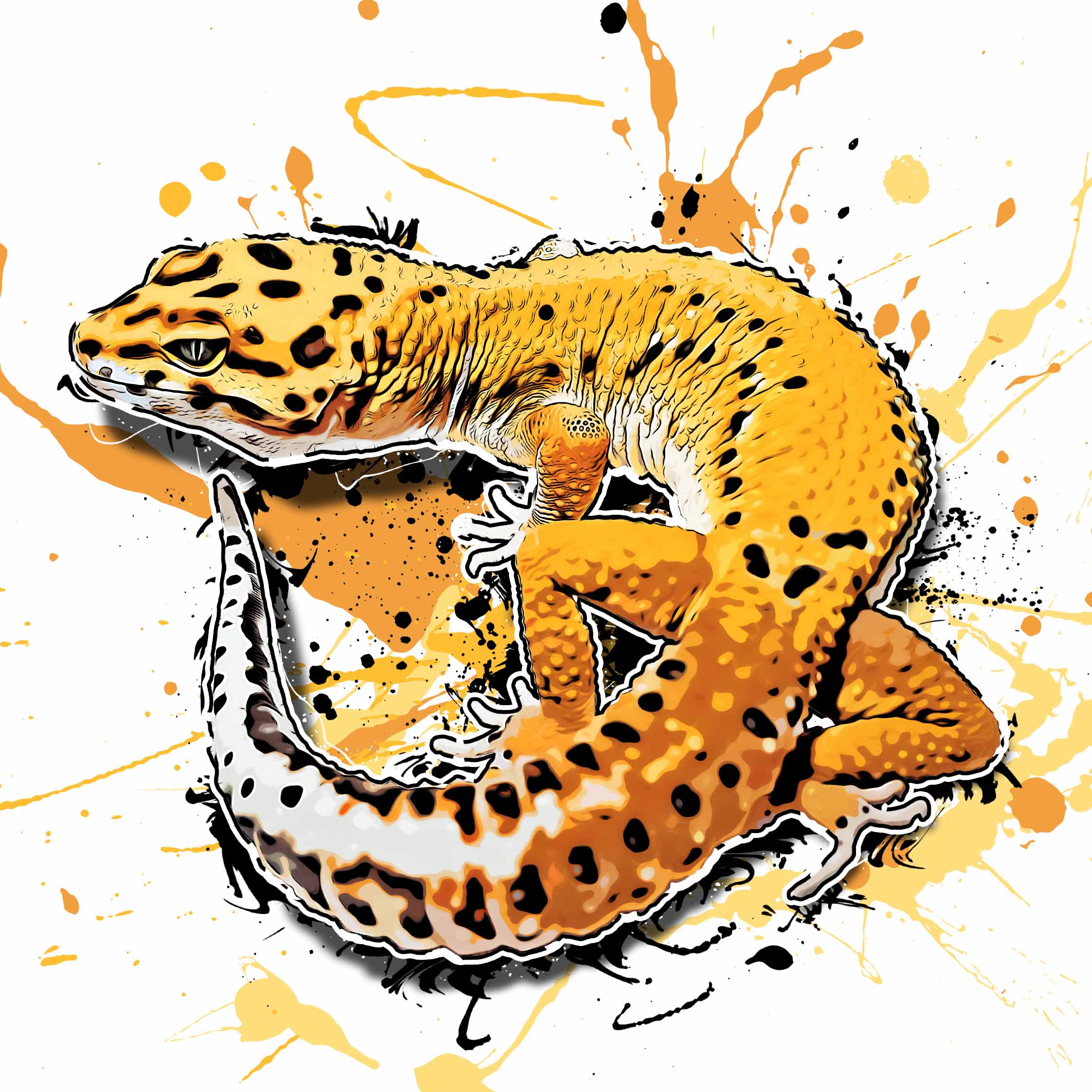 Eublepharis macularius Tangerine Stripe