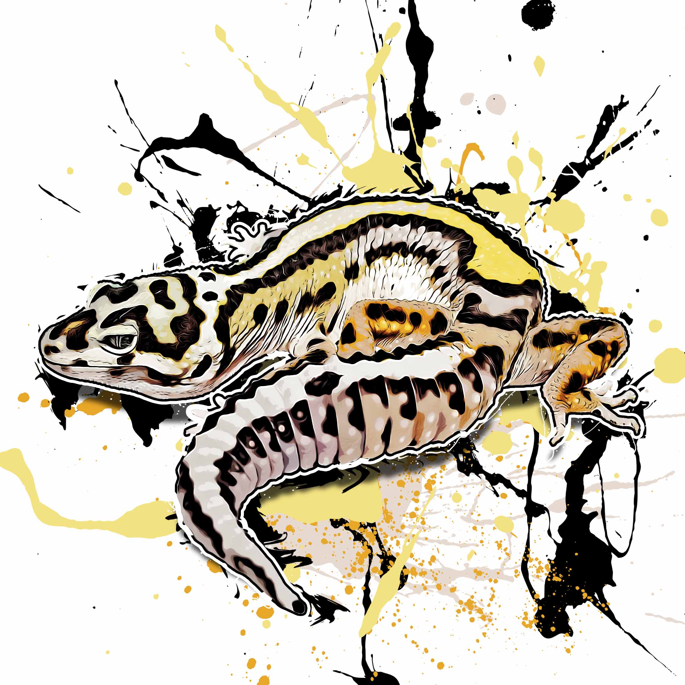Eublepharis macularius Boldstripe Bandit