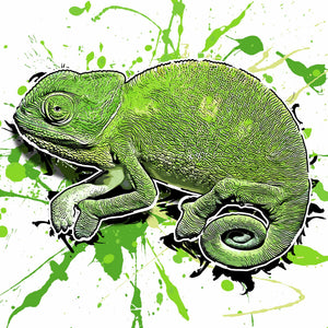 Chameleo chameleon restricta