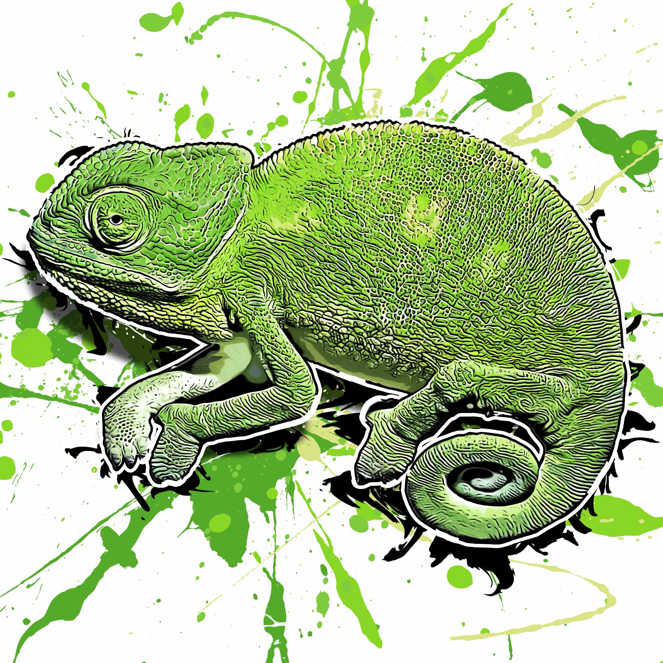 Chameleo chameleon restricta