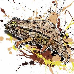 Rieppeleon brevicaudatus