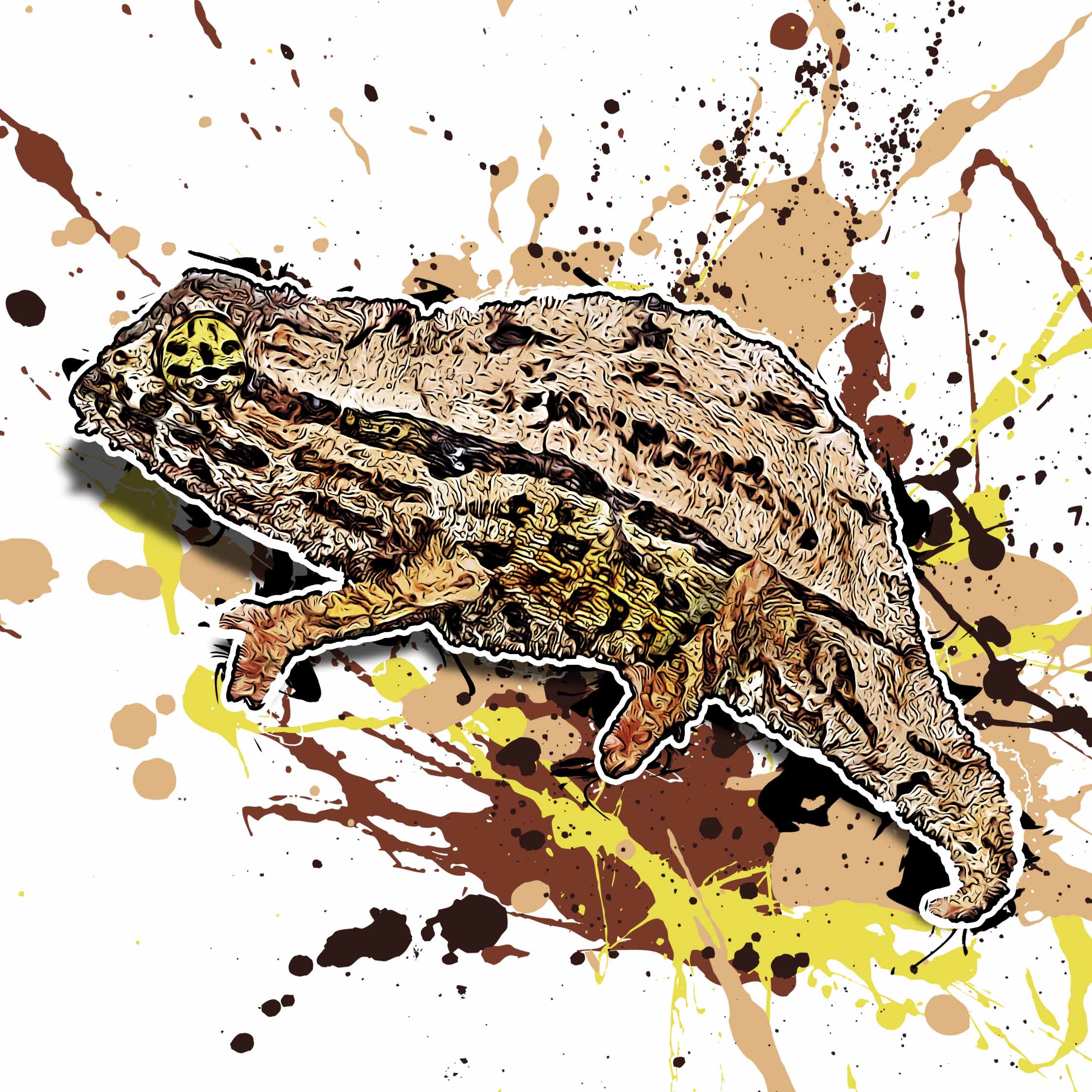 Rieppeleon brevicaudatus