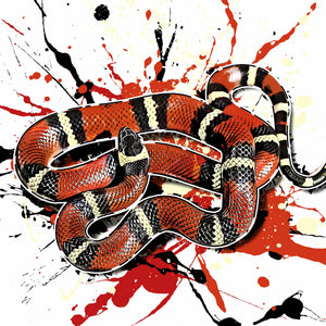 Lampropeltis polyzona blanchardi