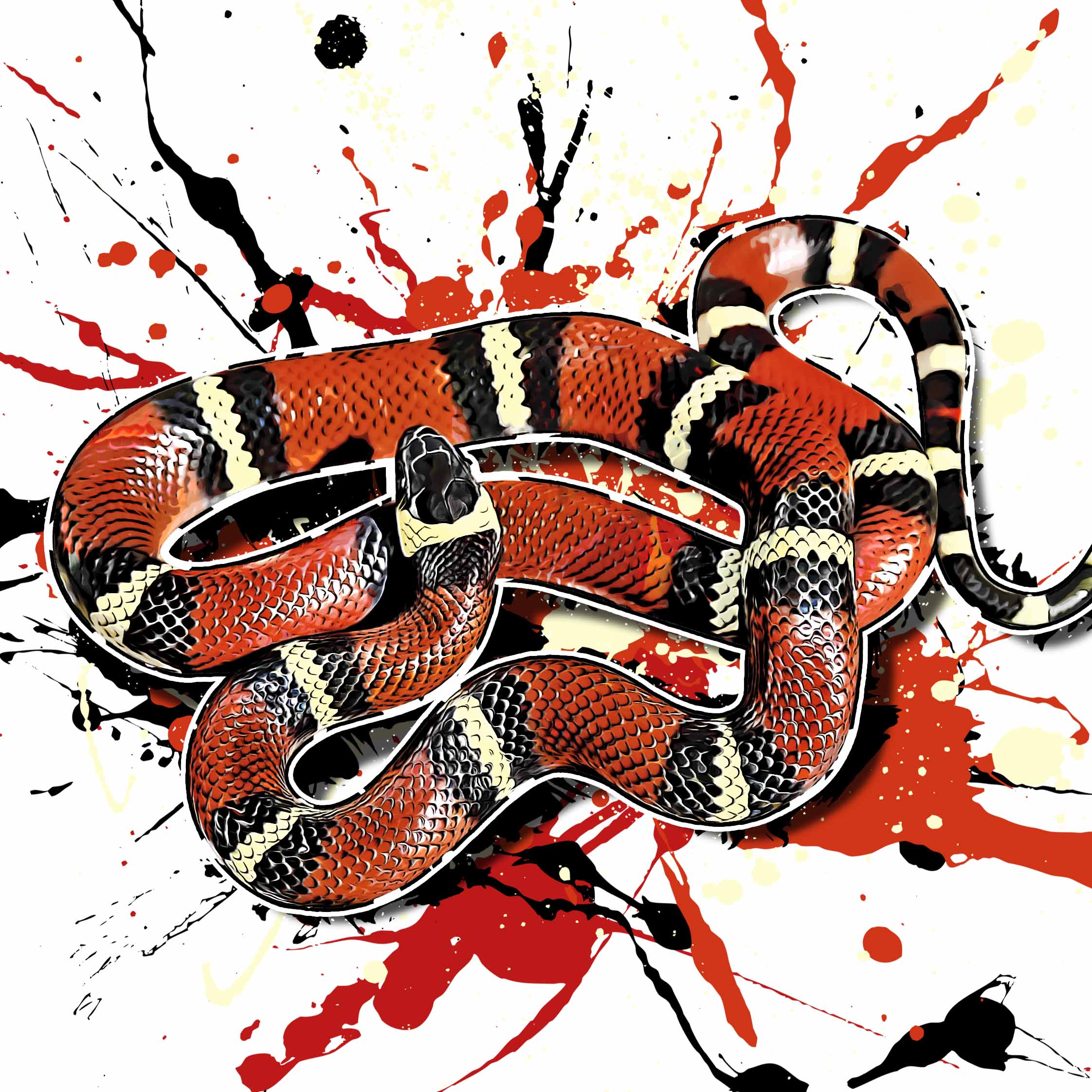 Lampropeltis polyzona blanchardi