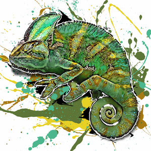 Chamaeleo calyptratus