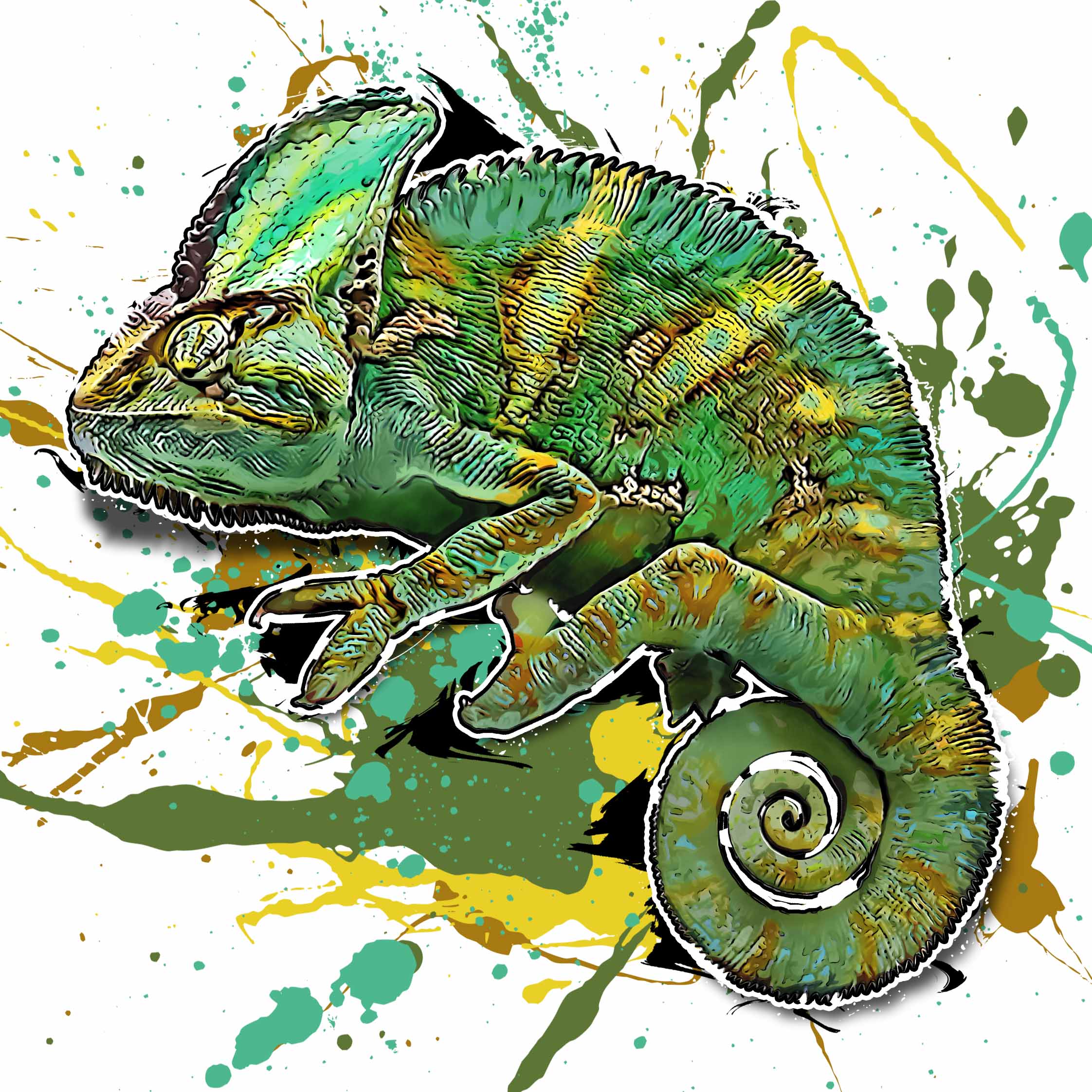 Chamaeleo calyptratus