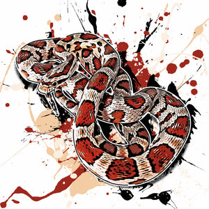 Pantherophis guttatus Miami