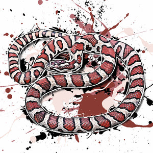 Lampropeltis triangulum triangulum