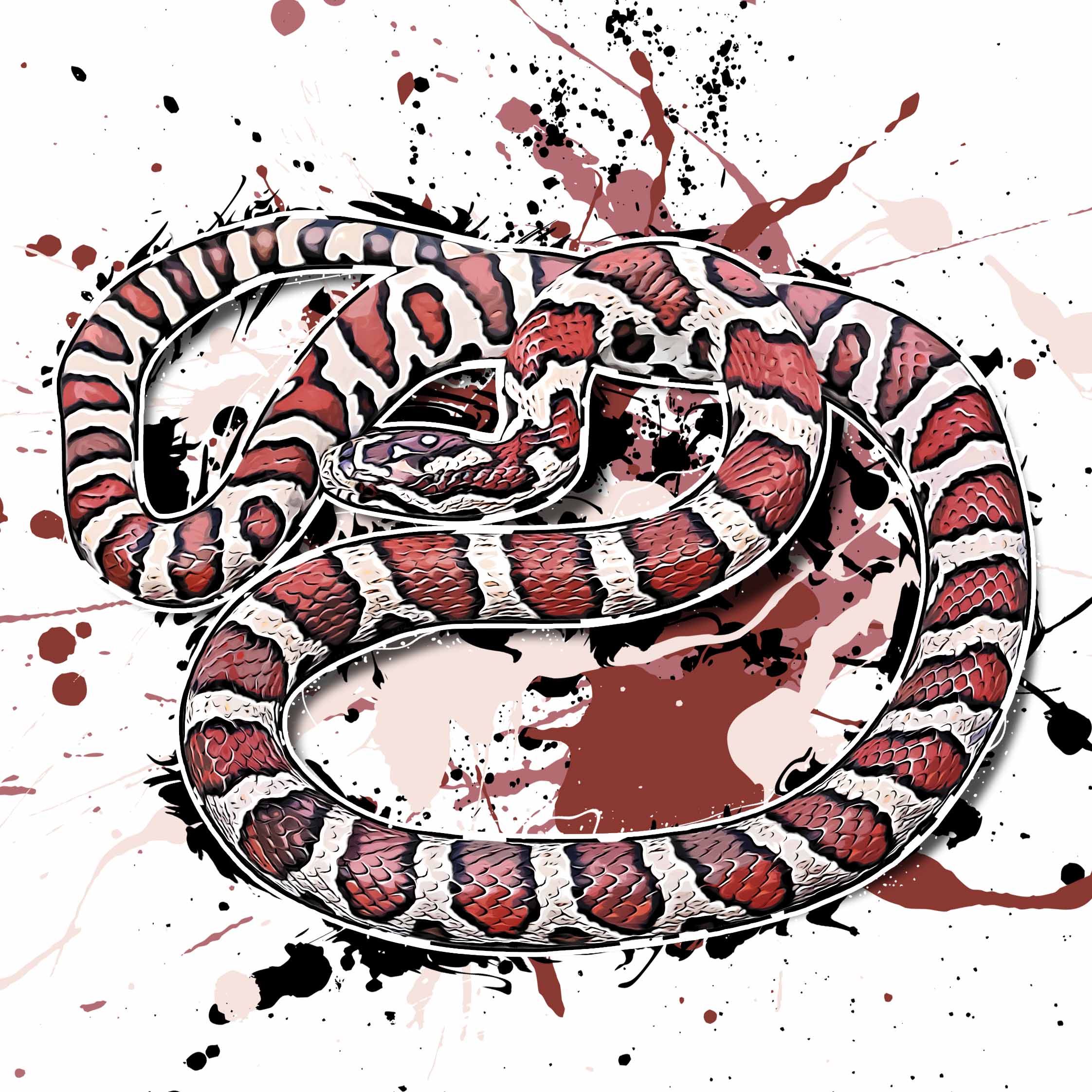Lampropeltis triangulum triangulum