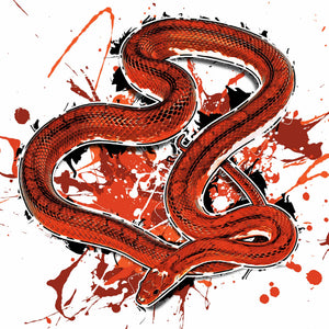 Pantherophis guttatus Pied Sided Bloodred