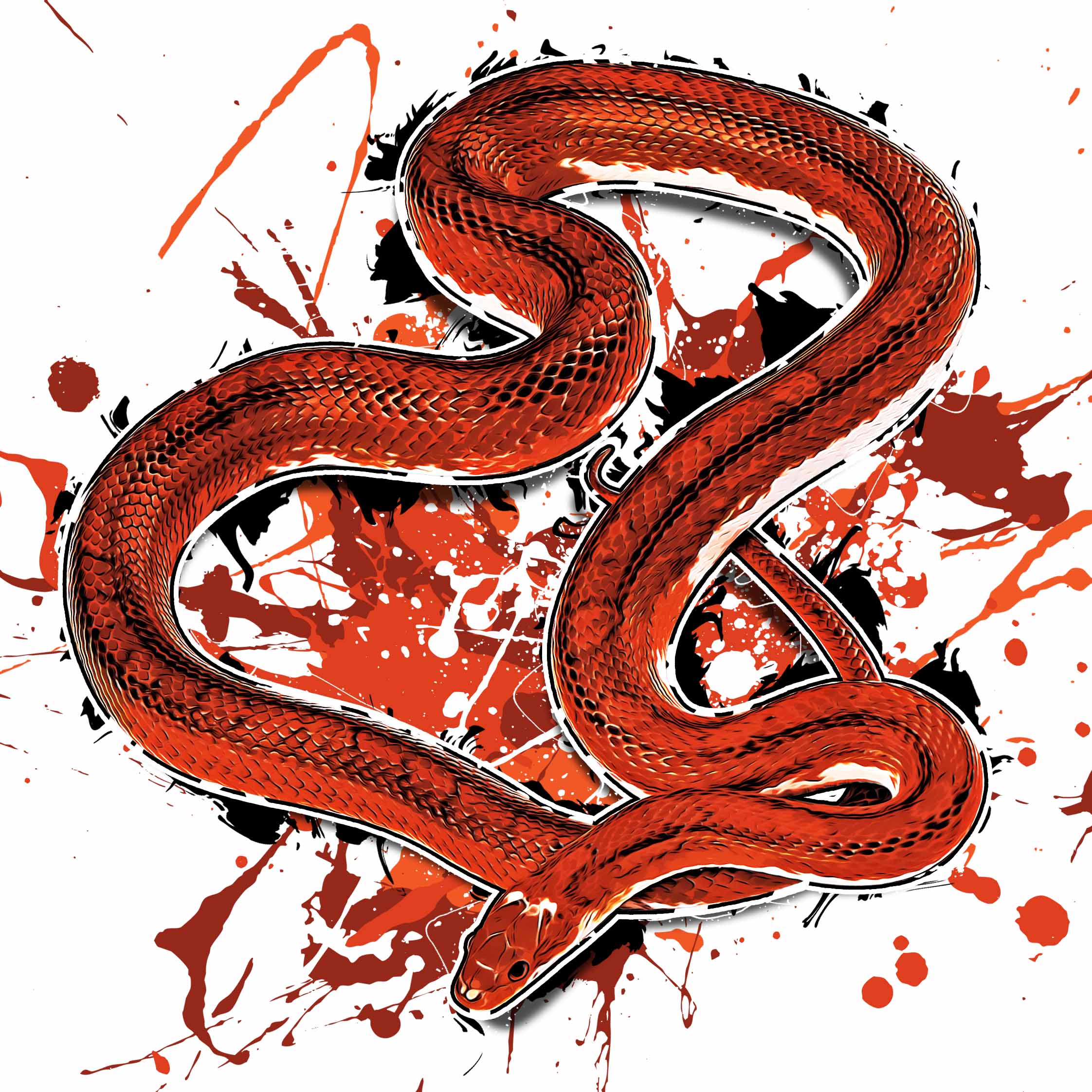 Pantherophis guttatus Pied Sided Bloodred