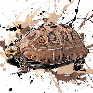 Indotestudo elongata