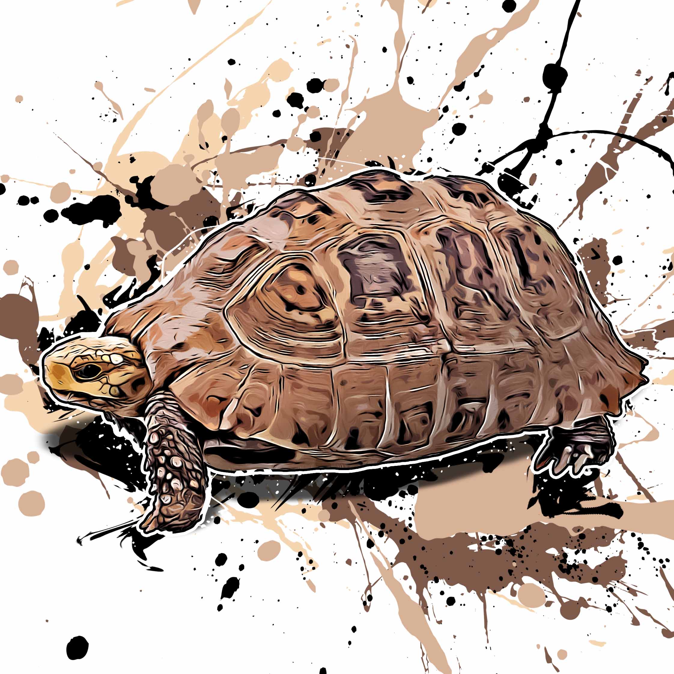 Indotestudo elongata