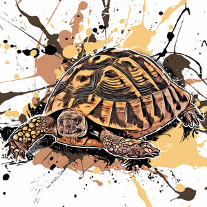Testudo hermanni