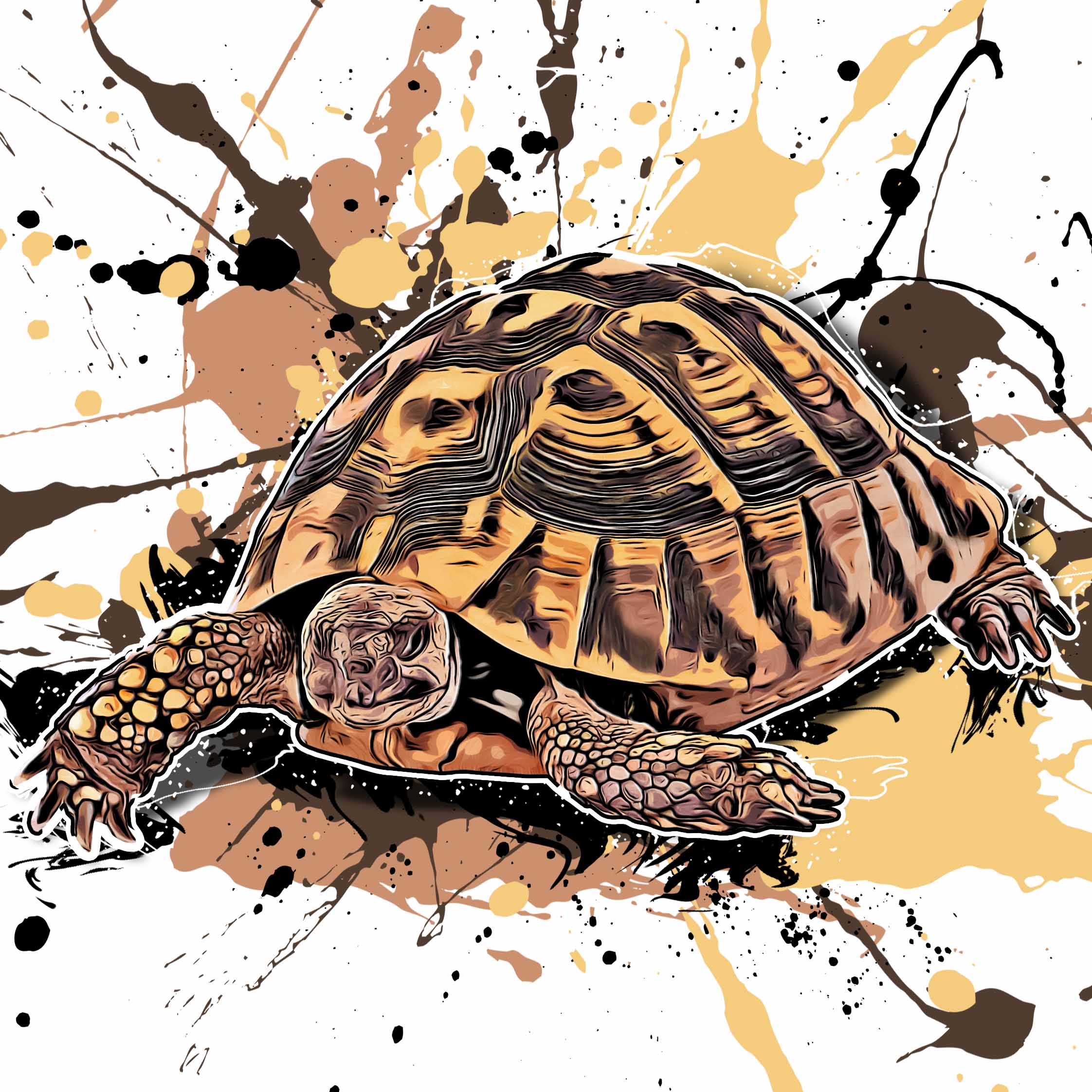 Testudo hermanni